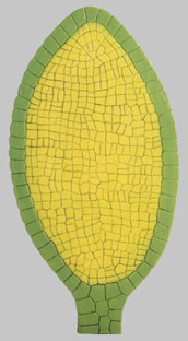 Marchantia Polymorpha Antheridium